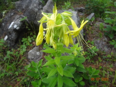 Lithospermum exsertum