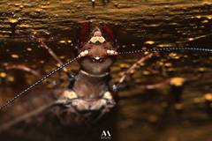 Corydalus peruvianus