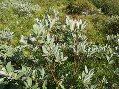 Salix lapponum