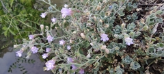 Chaenorhinum