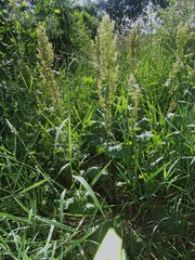 Rumex confertus