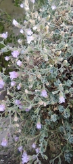Chaenorhinum