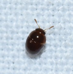 Acylomus