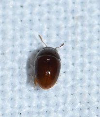 Acylomus