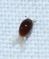 Acylomus