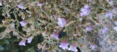 Chaenorhinum