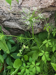 Ptilimnium ahlesii