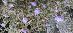 Chaenorhinum