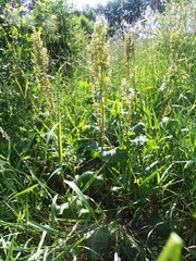 Rumex confertus