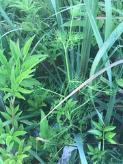 Ptilimnium ahlesii