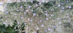 Chaenorhinum
