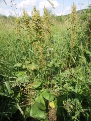 Rumex confertus