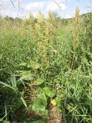 Rumex confertus