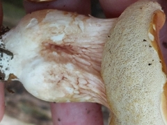 Boletus separans