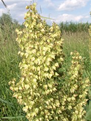 Rumex confertus