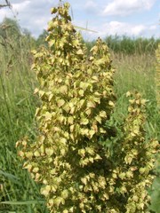 Rumex confertus