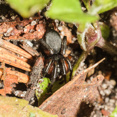 Gnaphosa bicolor