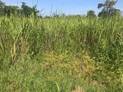 Ptilimnium ahlesii