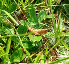 Pseudochorthippus curtipennis
