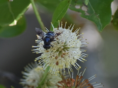 Eristalis saxorum