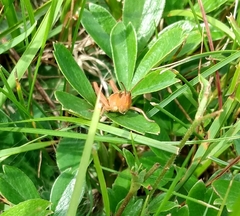 Pseudochorthippus curtipennis