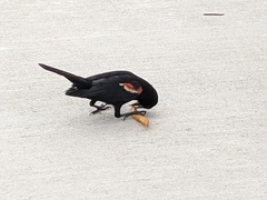Agelaius phoeniceus