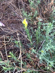 Oenothera hartwegii