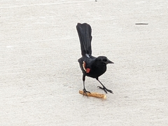 Agelaius phoeniceus