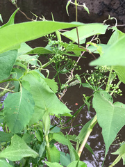Ptilimnium ahlesii