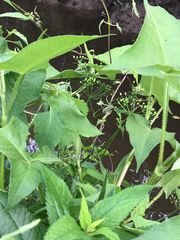 Ptilimnium ahlesii