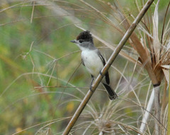 Xenopsaris albinucha