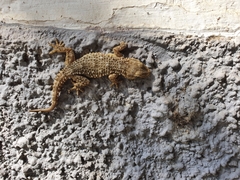 Tarentola mauritanica mauritanica