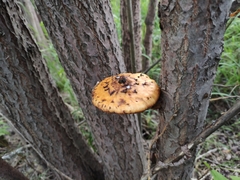Pholiota