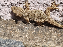 Tarentola mauritanica mauritanica