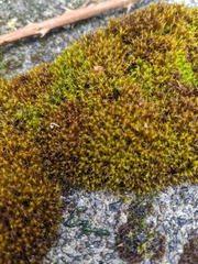 Schistidium crassipilum