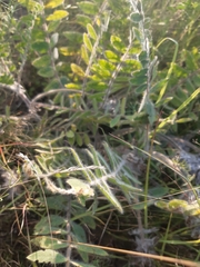 Astragalus dasyanthus