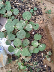 Sida cordifolia