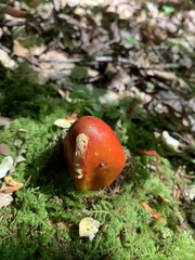 Amanita parcivolvata
