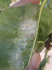 Podosphaera leucotricha