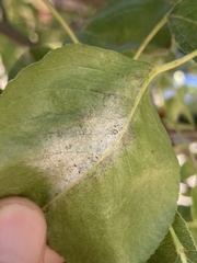 Podosphaera leucotricha