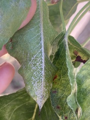 Podosphaera leucotricha