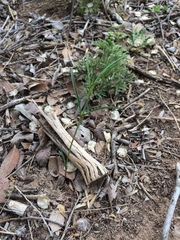 Mirabilis linearis linearis