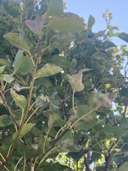 Podosphaera leucotricha