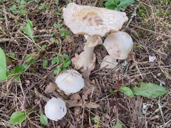 Amanita magnivelaris