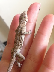 Urosaurus ornatus