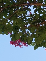 Magnoliopsida
