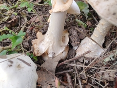 Amanita magnivelaris