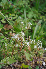 Sedum album