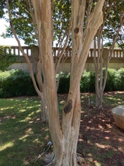 Magnoliopsida