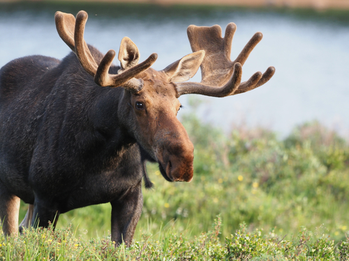 Moose photographed in Colorado